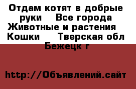 Отдам котят в добрые руки. - Все города Животные и растения » Кошки   . Тверская обл.,Бежецк г.